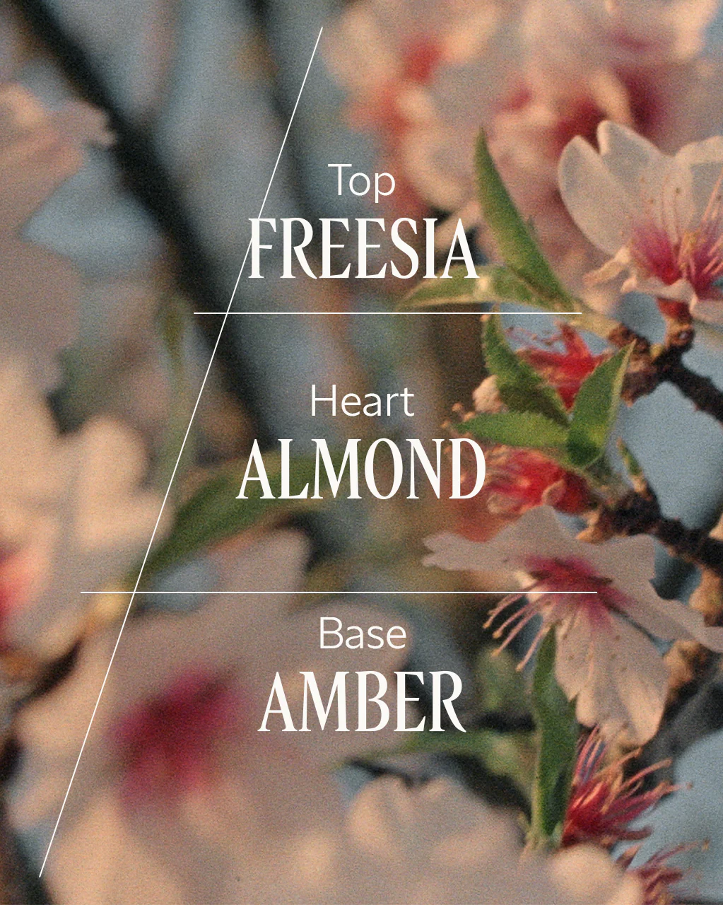Almond Delightful Hair & Body Mist - Image 6