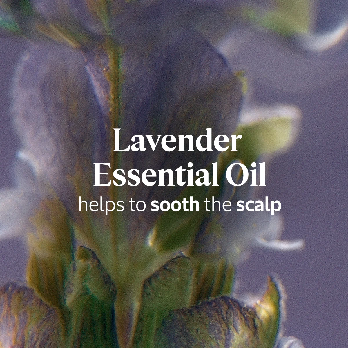 Gentle & Balance Shampoo - Image 3