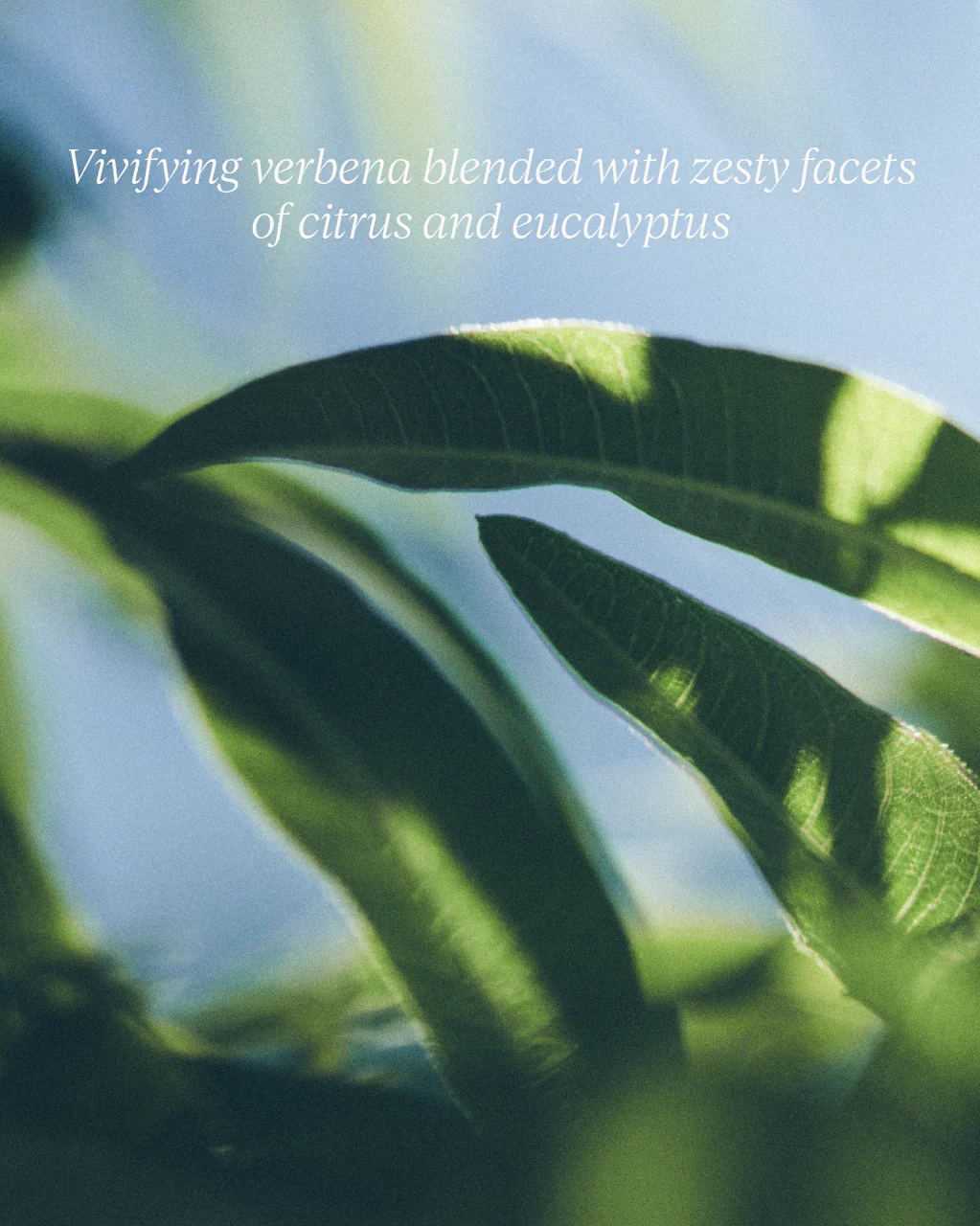 Verbena Liquid Hand Soap - Image 4