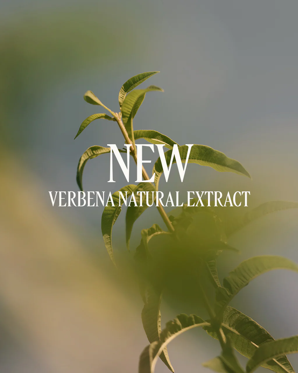 Verbena Perfumed Hand Cream - Image 3